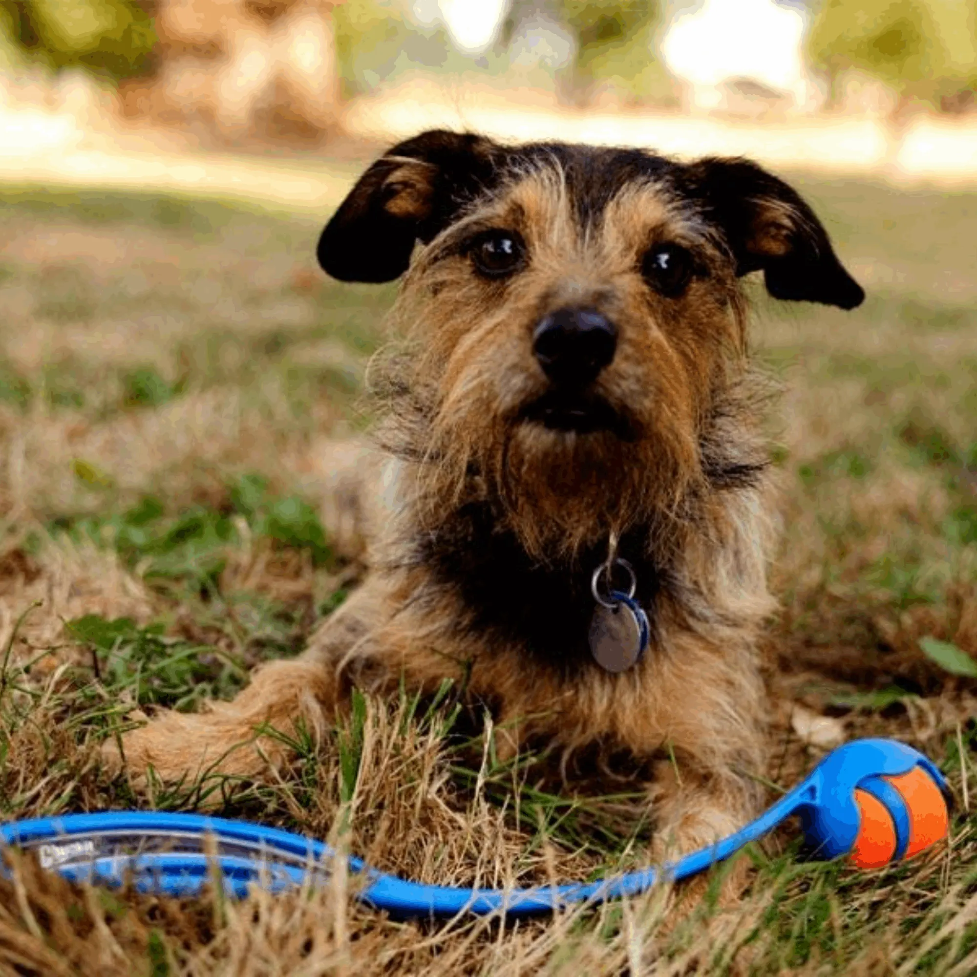 Chuckit Sport Ball Launcher