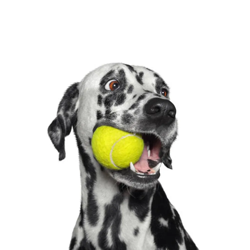 Goofy Tails Tennis Dog Ball | Tennis Ball 3 Ball Combo for All Dog Breed | Dog Toy Ball