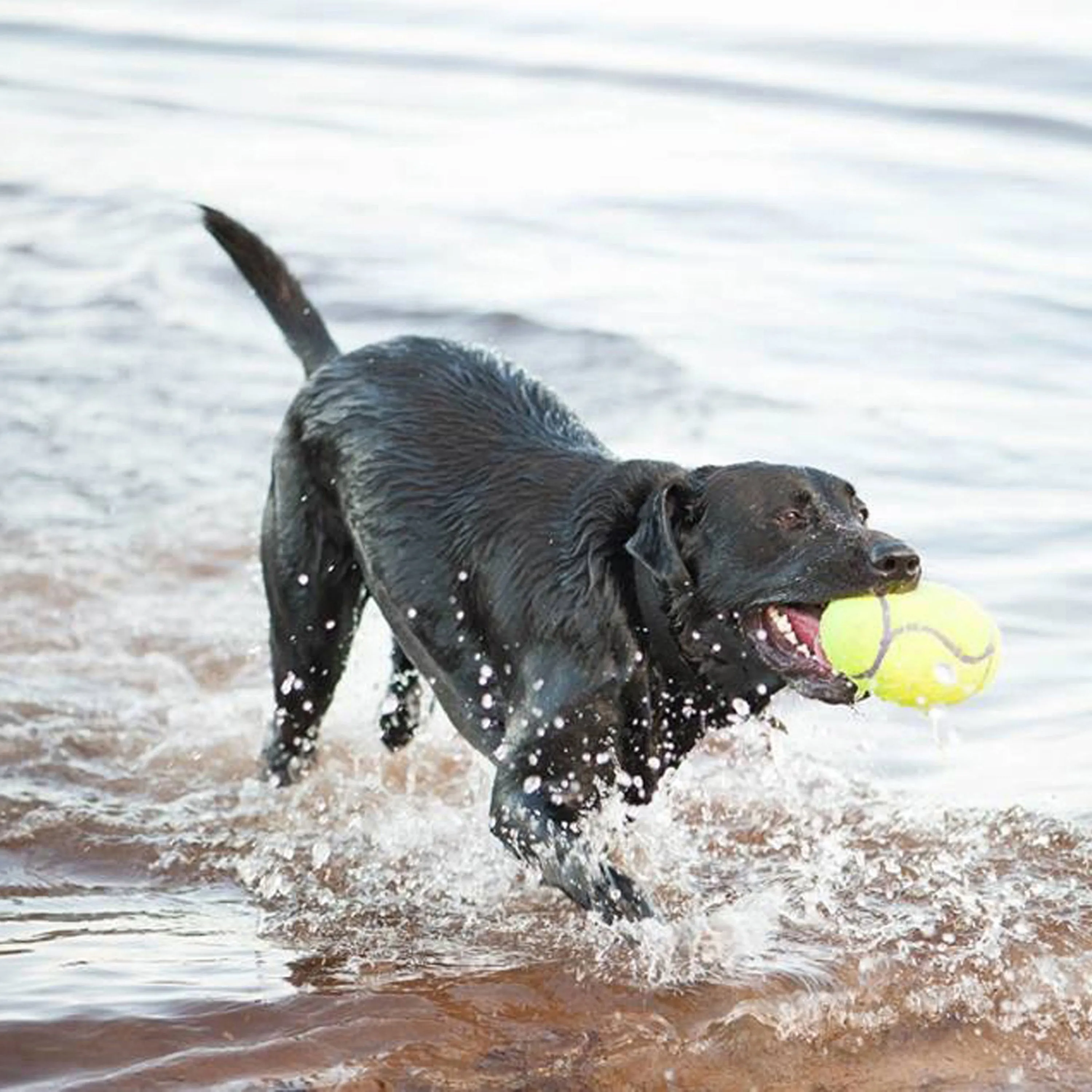 KONG AirDog Dumbbell Dog Toy