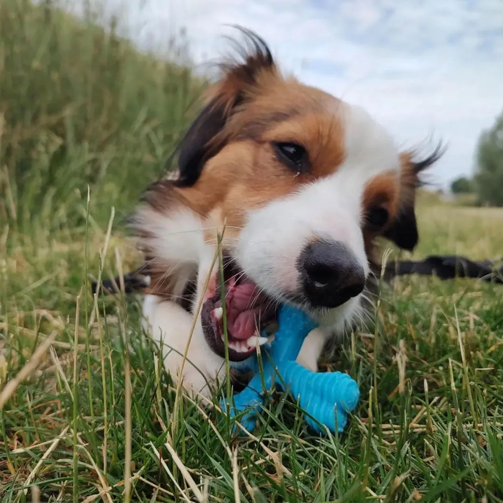 Nylabon Power Chew X Bone Chew Toy for Puppies, Beef Flavor