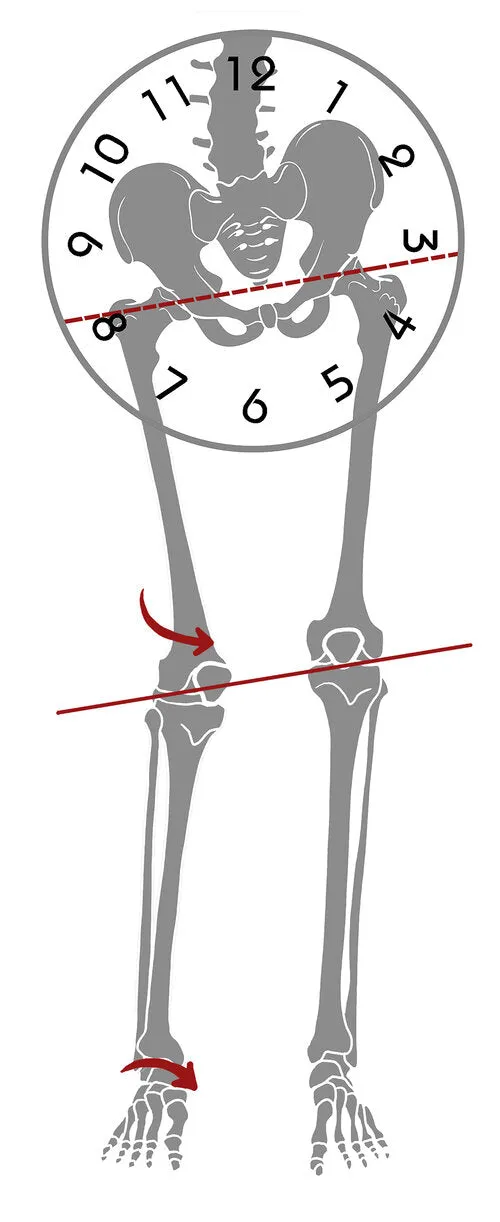 Pelvic Clock® Exercise Device