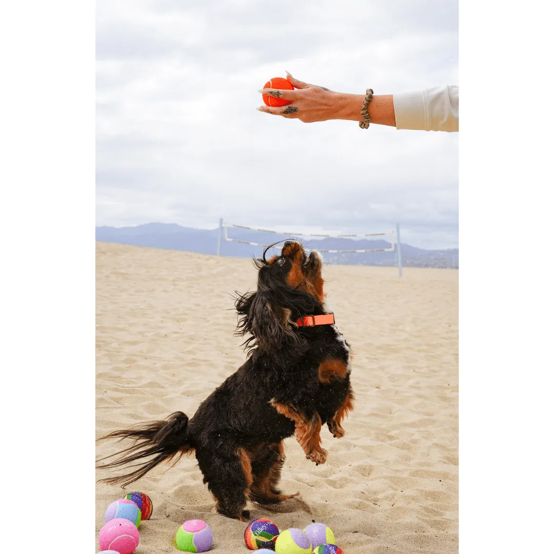 Tennis Ball for Dogs